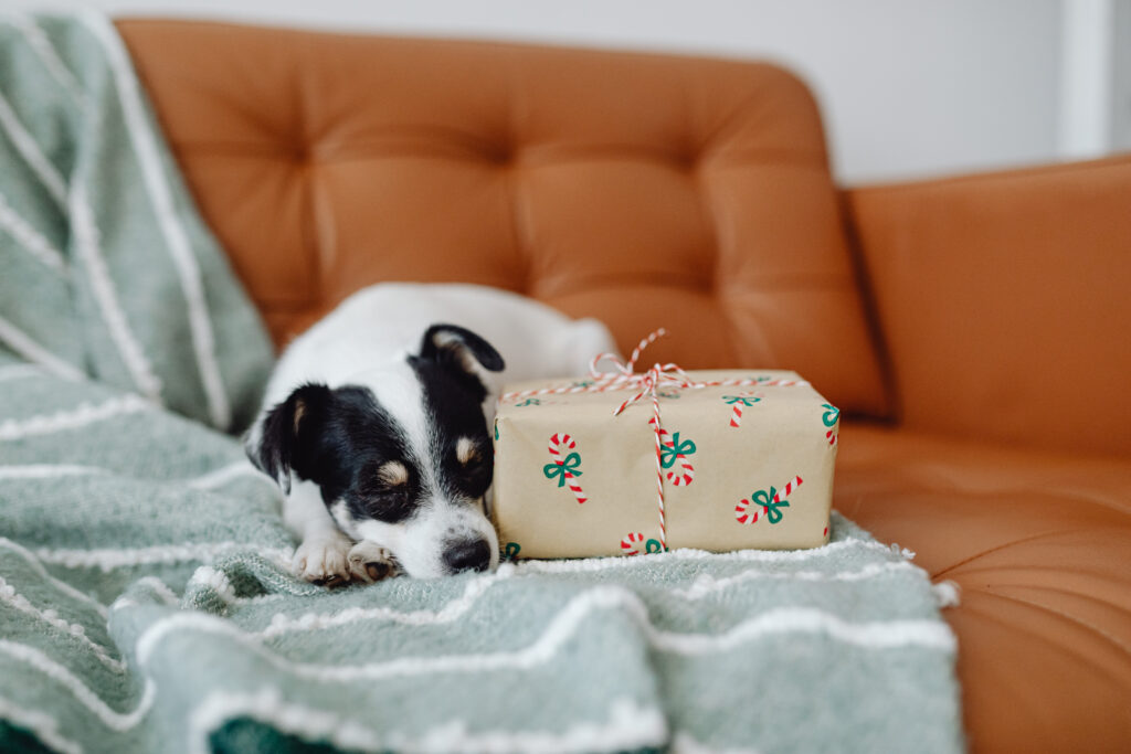 Weihnachtsfotos Hund